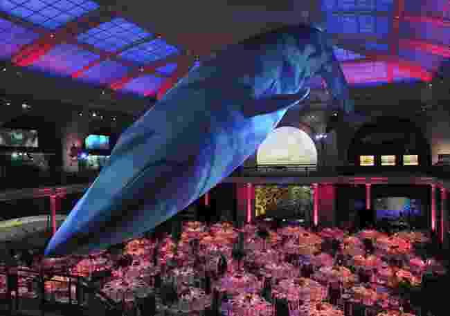 50-of-the-best-uk-wedding-venues-part-2-Natural-History-Museum